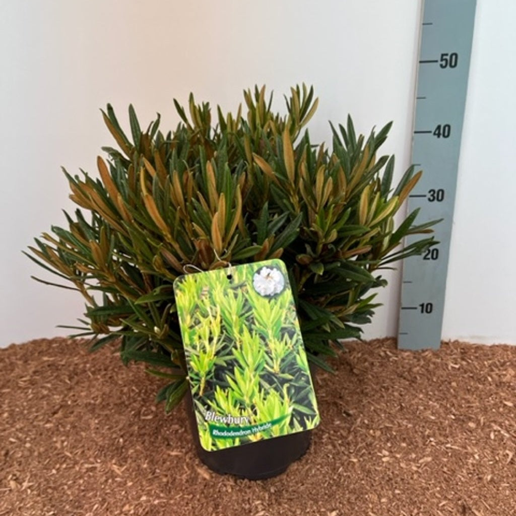 Rhododendron – Rhododendron 'Blewbury' - C5 30-40 CM